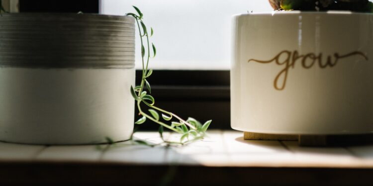 green leafed vine plant beside white pot near window