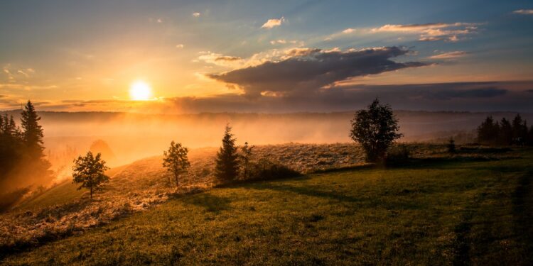 trees under cloudy sky during sunset